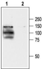 TRPV1 Antibody in Western Blot (WB)