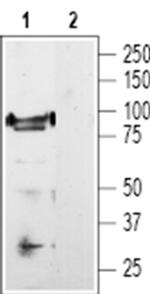 TRPV1 Antibody in Western Blot (WB)