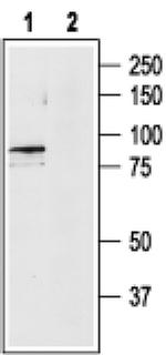 TRPV4 Antibody in Western Blot (WB)