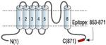 TRPV4 Antibody