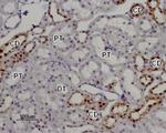 TRPV5 Antibody in Immunohistochemistry (Paraffin) (IHC (P))