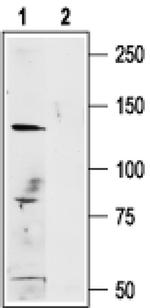 TRPM1 Antibody in Western Blot (WB)