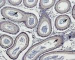 TRPM5 Antibody in Immunohistochemistry (Paraffin) (IHC (P))