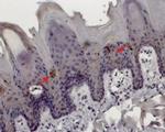 TRPM5 Antibody in Immunohistochemistry (Paraffin) (IHC (P))