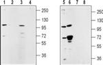 TRPM5 Antibody in Western Blot (WB)