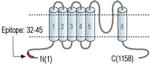 TRPM5 Antibody
