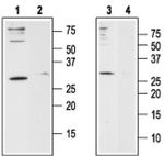 ORAI1 (extracellular) Antibody in Western Blot (WB)