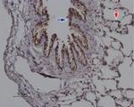 ORAI2 Antibody in Immunohistochemistry (Paraffin) (IHC (P))