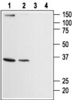 ORAI2 Antibody in Western Blot (WB)
