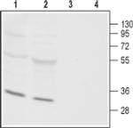ORAI3 Antibody in Western Blot (WB)