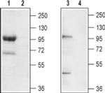 TRPC7 (extracellular) Antibody in Western Blot (WB)