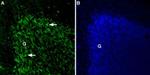 TPCN2 (extracellular) Antibody in Immunohistochemistry (IHC)