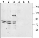 TPCN2 (extracellular) Antibody in Western Blot (WB)