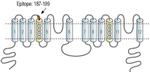 TPCN2 (extracellular) Antibody