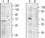 TRPML1 Antibody in Western Blot (WB)