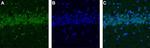CALHM1 Antibody in Immunohistochemistry (IHC)