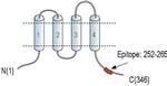 CALHM1 Antibody