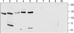 CACNA2D2 (extracellular) Antibody in Western Blot (WB)