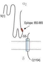 CACNA2D2 (extracellular) Antibody