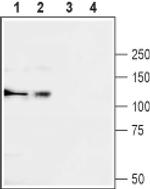 CACNA2D3 (extracellular) Antibody in Western Blot (WB)