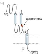 CACNA2D3 (extracellular) Antibody