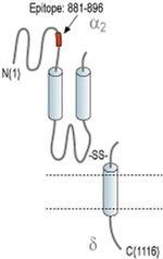 CACNA2D4 (extracellular) Antibody