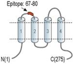 CACNG7 (extracellular) Antibody