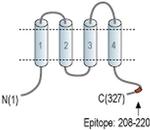CACNG4 Antibody