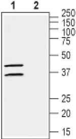Connexin 37 Antibody in Western Blot (WB)