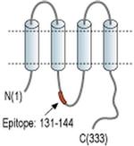 Connexin 37 Antibody