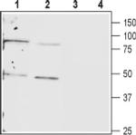 Connexin 40 Antibody in Western Blot (WB)