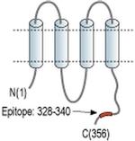 Connexin 40 Antibody