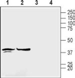 Connexin 45 Antibody in Western Blot (WB)