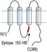 Connexin 45 Antibody