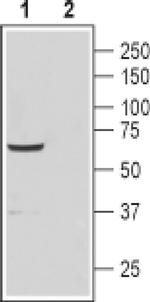 CATSPER4 (extracellular) Antibody in Western Blot (WB)
