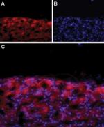 CaV1.3 (extracellular) Antibody in Immunohistochemistry (IHC)