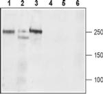 CaV1.3 (extracellular) Antibody in Western Blot (WB)