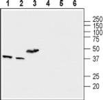 CCDC90A Antibody in Western Blot (WB)