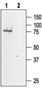 CLC-5 Antibody in Western Blot (WB)