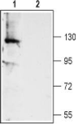 DOG-1 (extracellular) Antibody in Western Blot (WB)