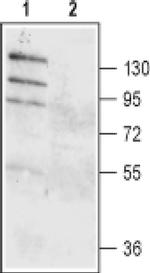 DOG-1 (extracellular) Antibody in Western Blot (WB)