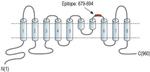 DOG-1 (extracellular) Antibody