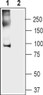 ANO5 Antibody in Western Blot (WB)