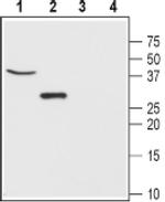 CLIC5 Antibody in Western Blot (WB)
