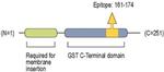 CLIC5 Antibody