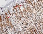CCKBR (extracellular) Antibody in Immunohistochemistry (Paraffin) (IHC (P))