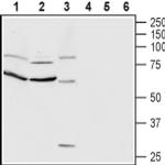 CNTFR (extracellular) Antibody in Western Blot (WB)