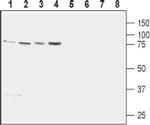 Calnexin Antibody in Western Blot (WB)