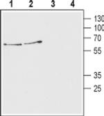VAChT Antibody in Western Blot (WB)