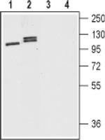 DRD1 Antibody in Western Blot (WB)